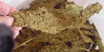 उदयपुरमा १२० किलो गाँजा बरामद